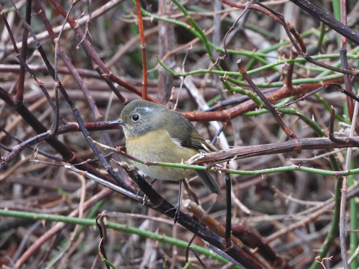 Taiwanblauschwanz - ML646183054