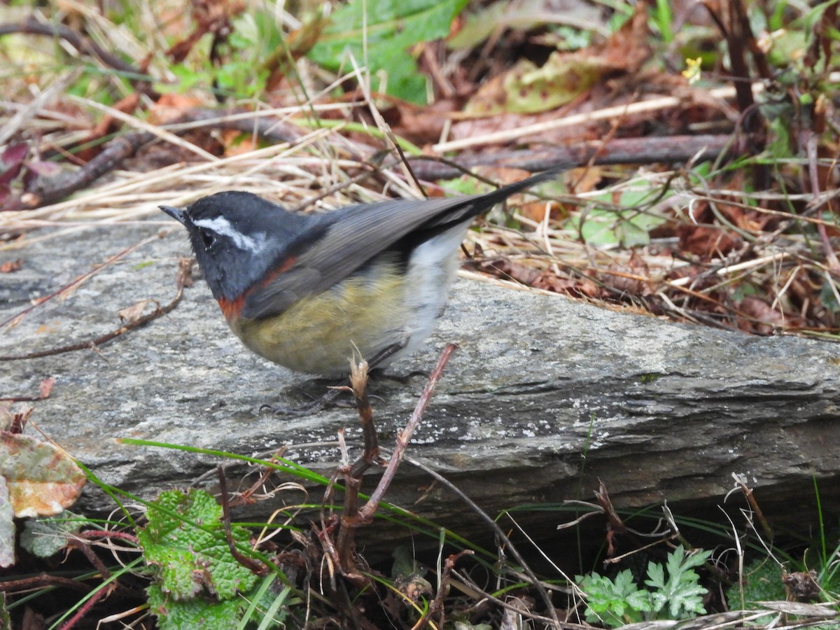 Taiwanblauschwanz - ML646183056