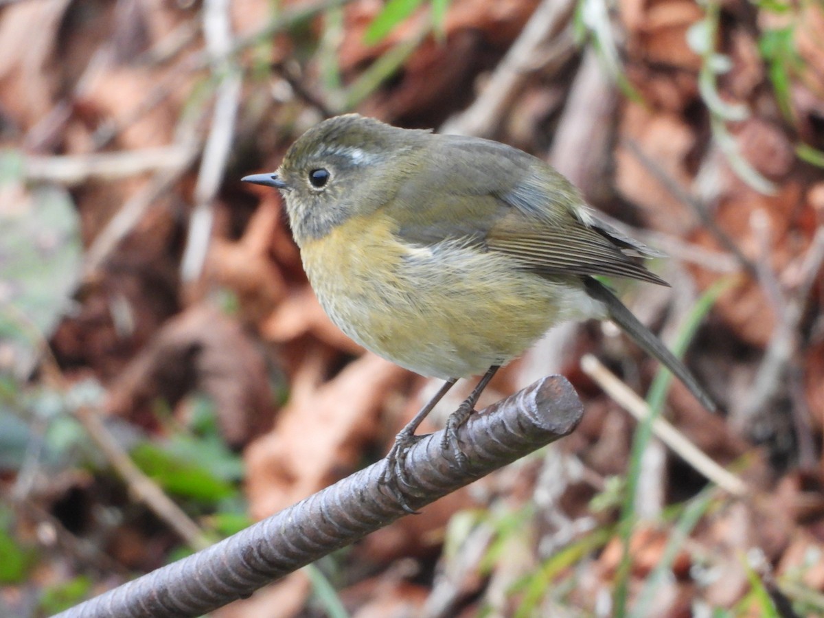 Taiwanblauschwanz - ML646183057