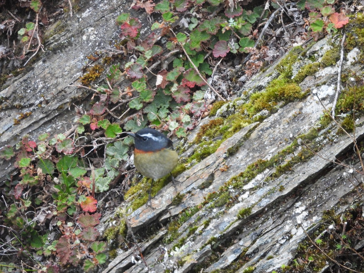 Taiwanblauschwanz - ML646183059