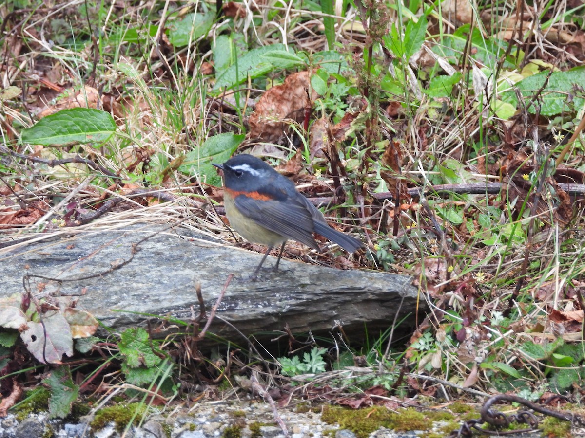 Taiwanblauschwanz - ML646183063