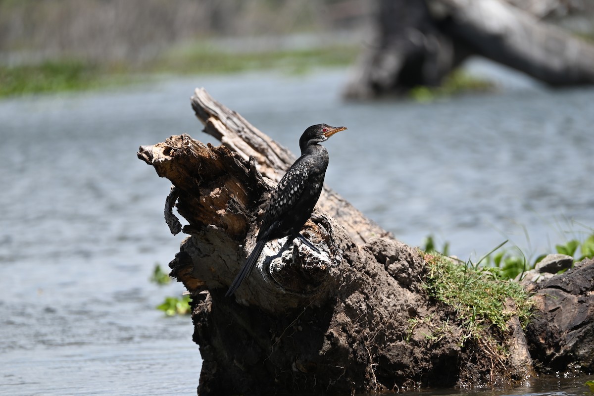 Riedscharbe - ML646183066