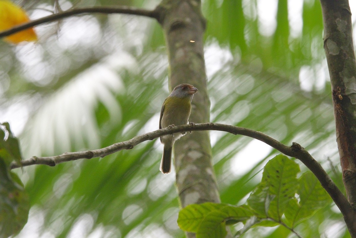 アカマユカラシモズ - ML646183069