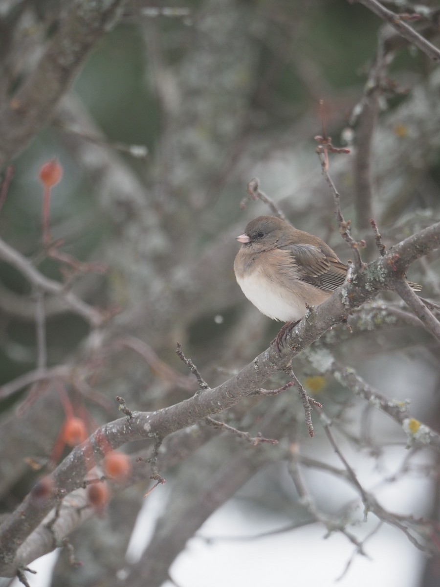 Dark-eyed Junco - ML646183071