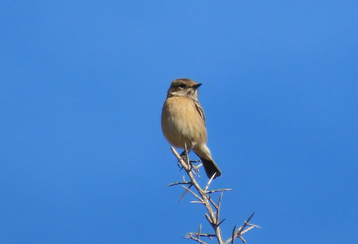 European Stonechat - ML646183079
