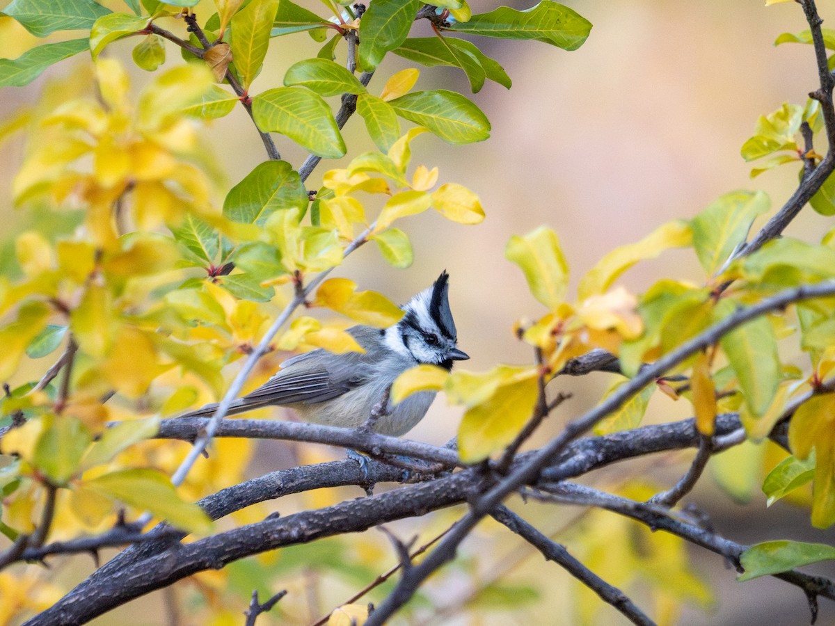 sýkora uzdičková - ML646183085