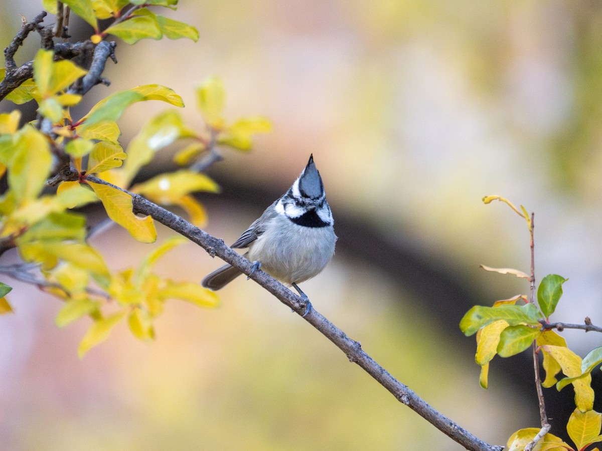 sýkora uzdičková - ML646183086