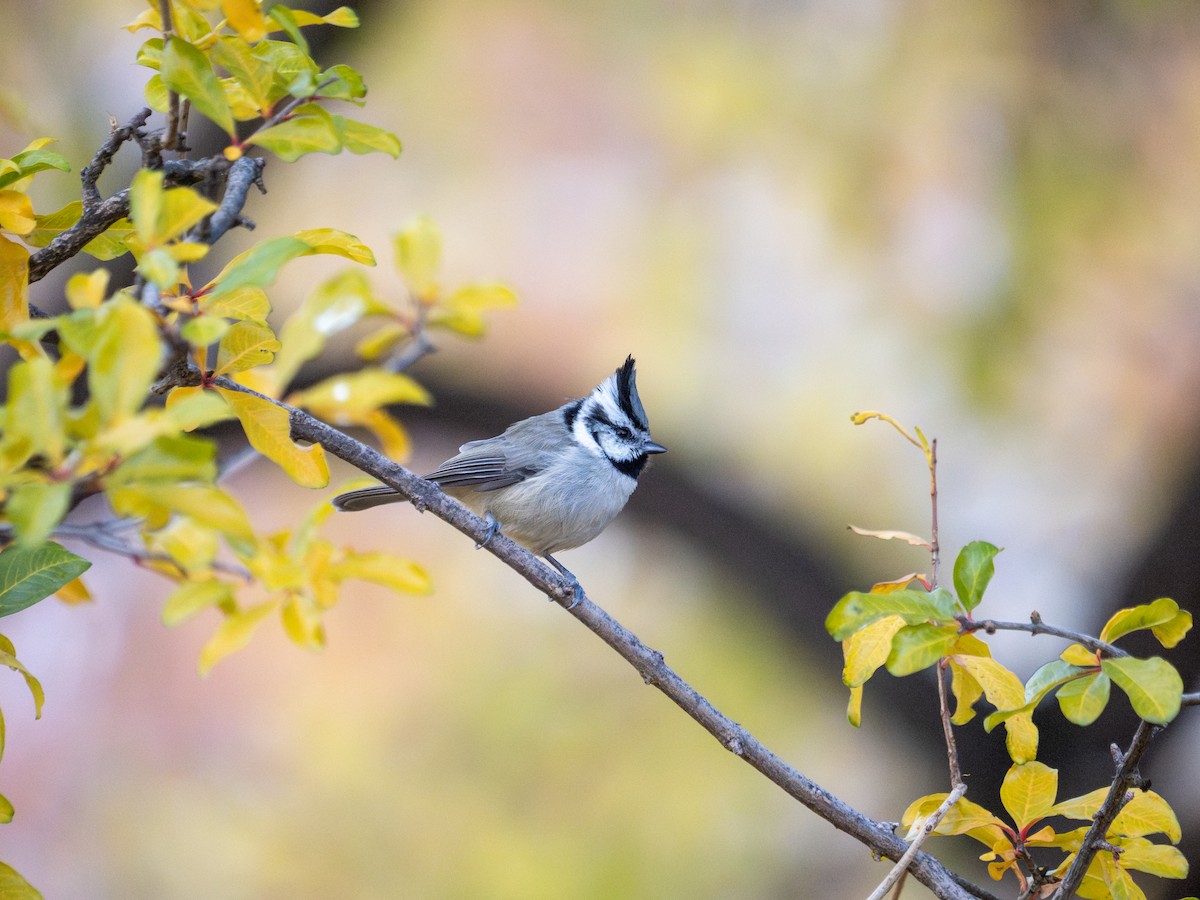 sýkora uzdičková - ML646183087