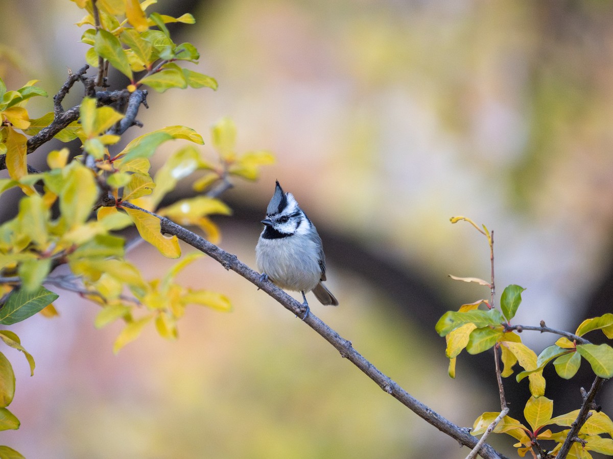 sýkora uzdičková - ML646183088