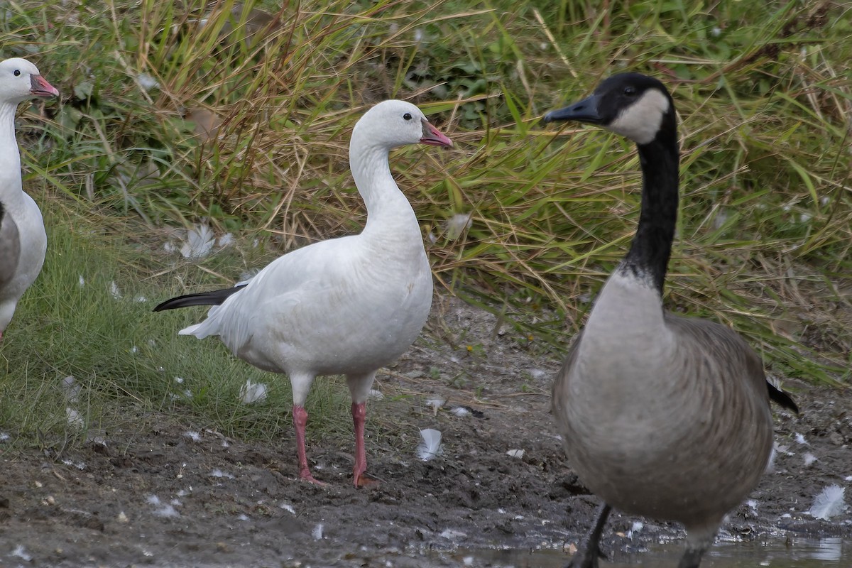 Ross's Goose - ML646183090