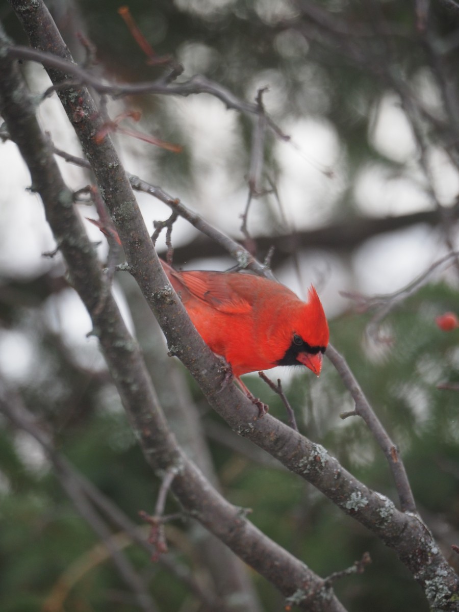 Northern Cardinal - ML646183093