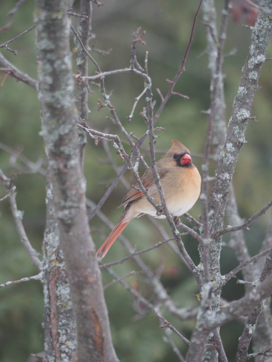 Northern Cardinal - ML646183094