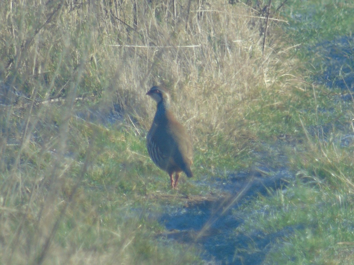 חוגלה אדמונית - ML646183098