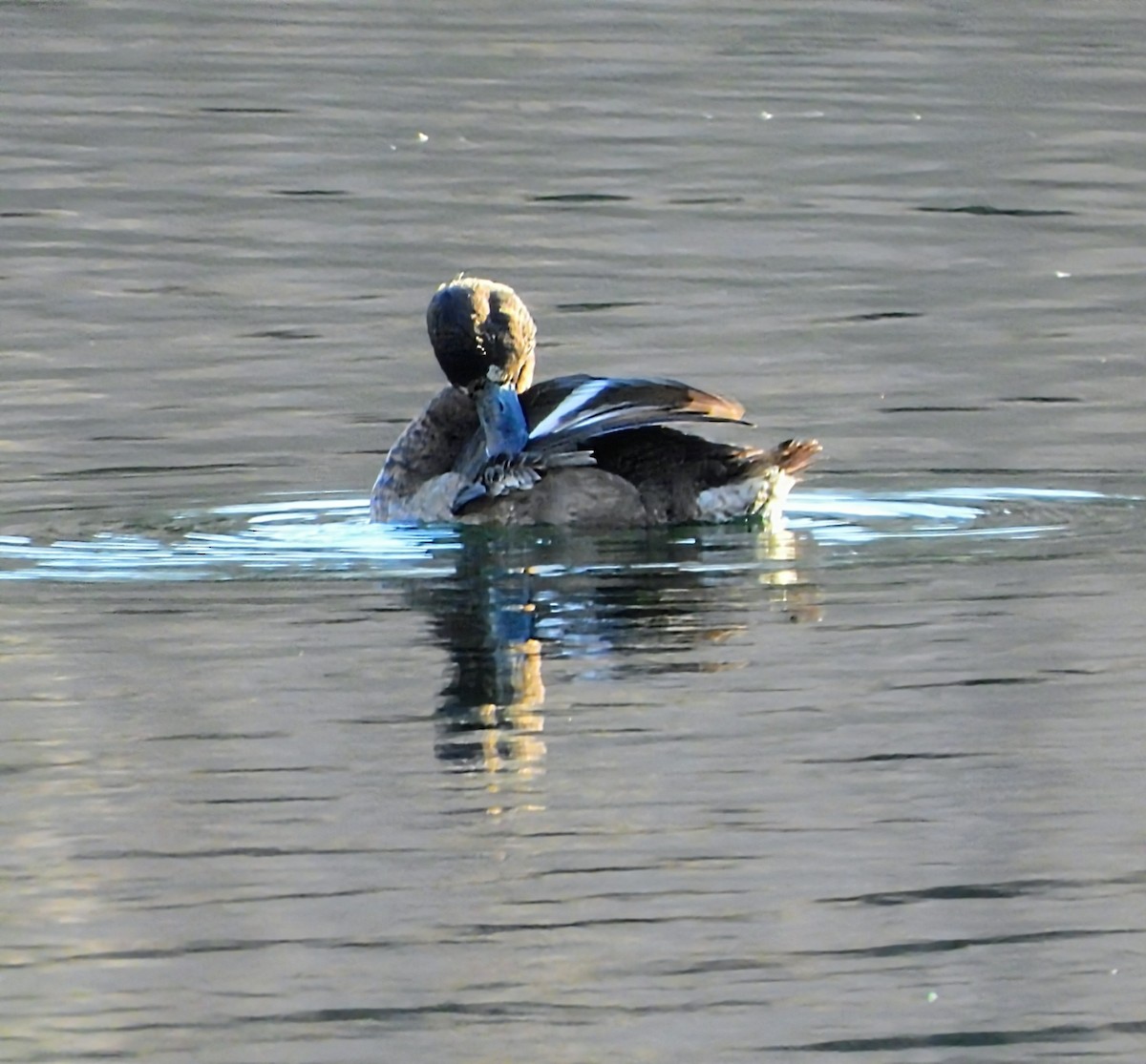 Tufted Duck - ML646183100