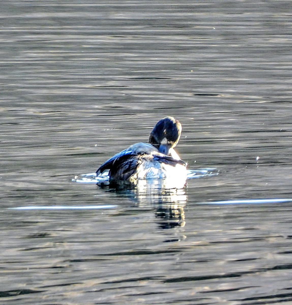 Tufted Duck - ML646183101