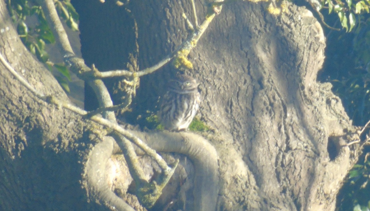 כוס החורבות - ML646183103