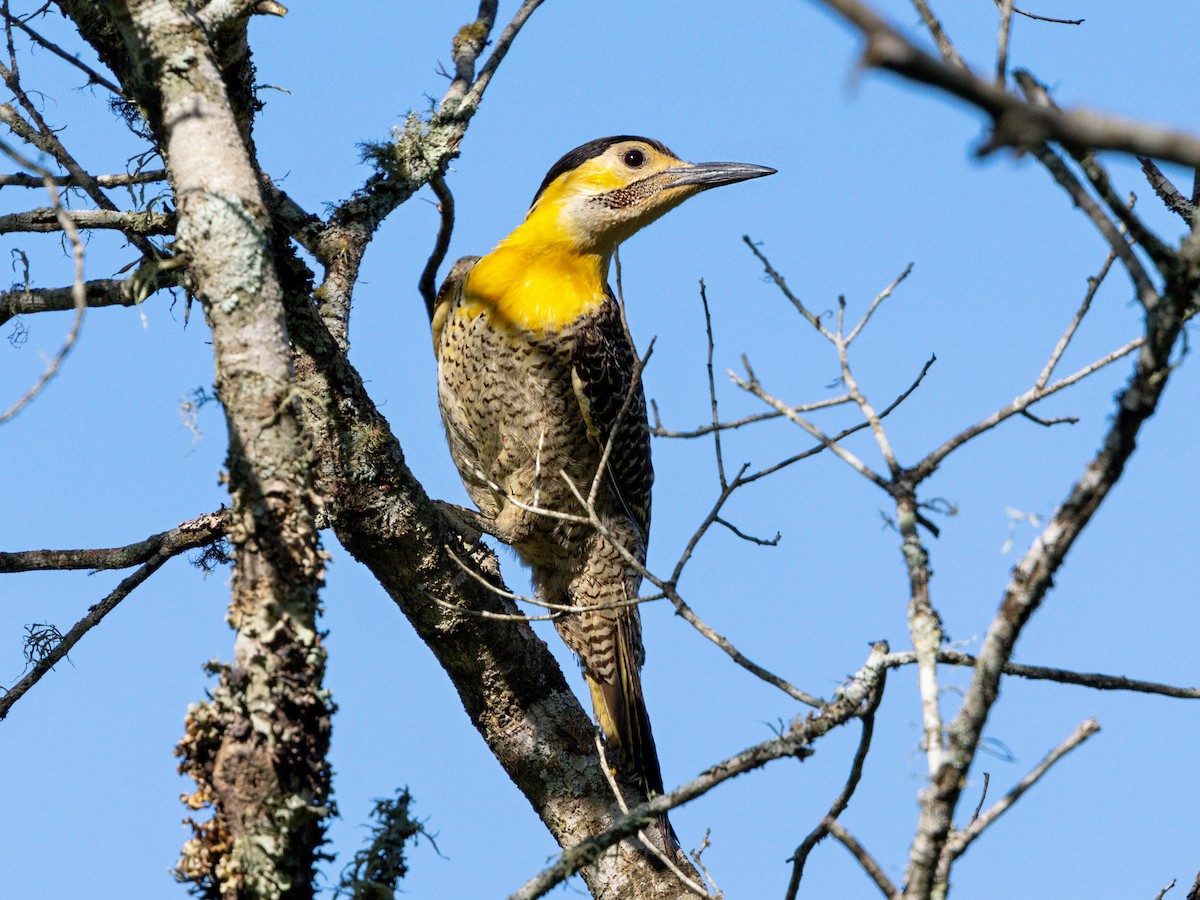 Campo Flicker - ML646183106