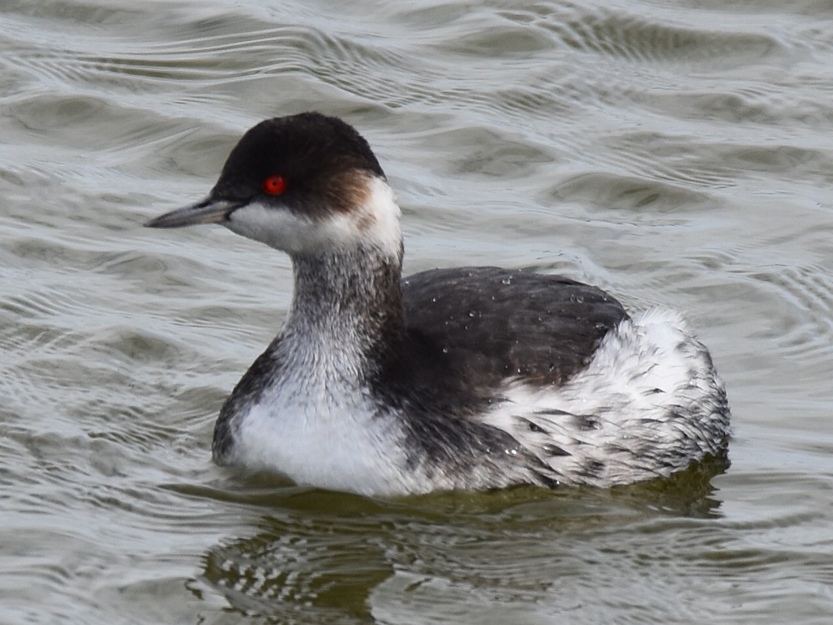 Eared Grebe - ML646183107