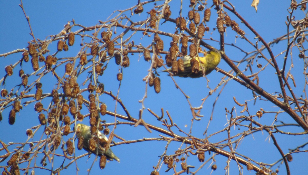 חורפי - ML646183109