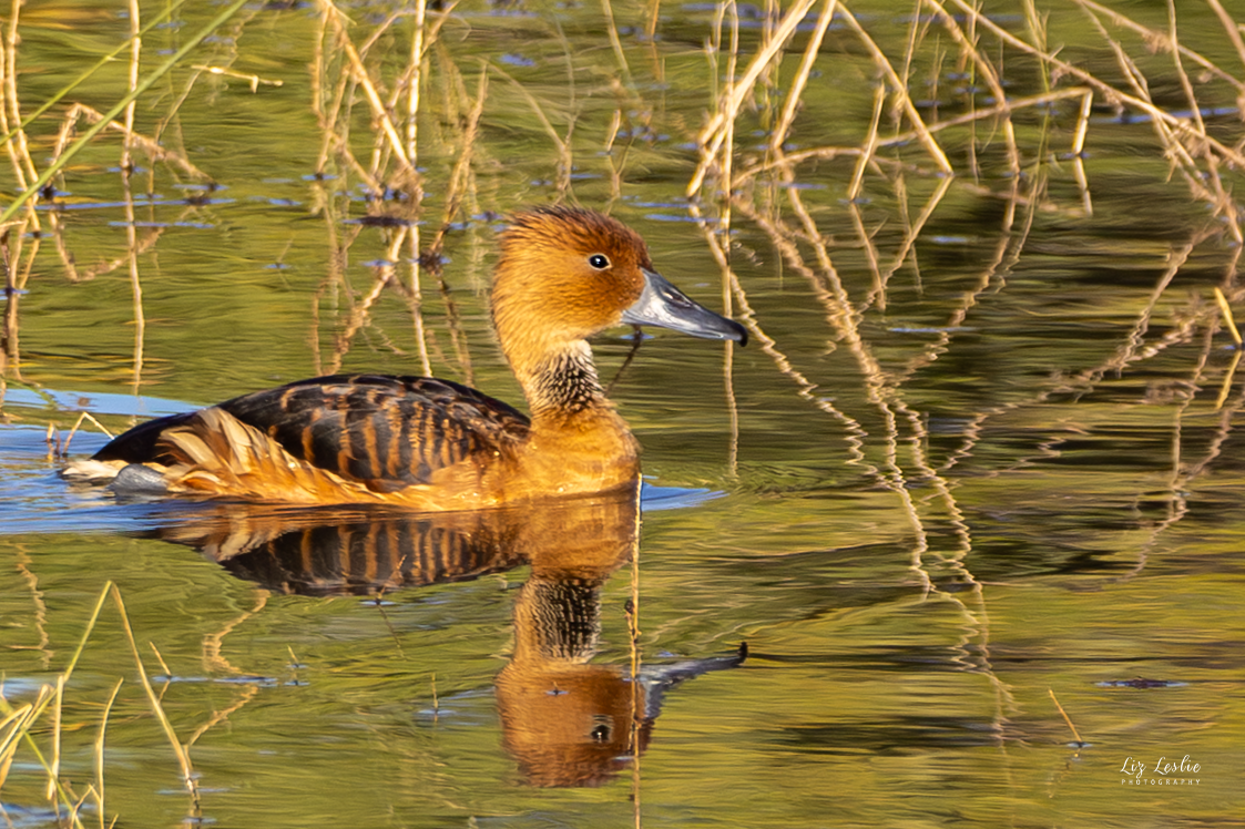 Fulvous Whistling-Duck - ML646183110