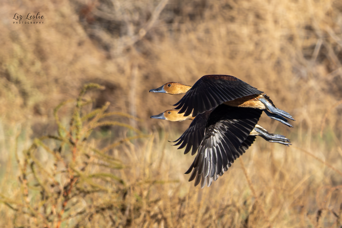 Fulvous Whistling-Duck - ML646183111