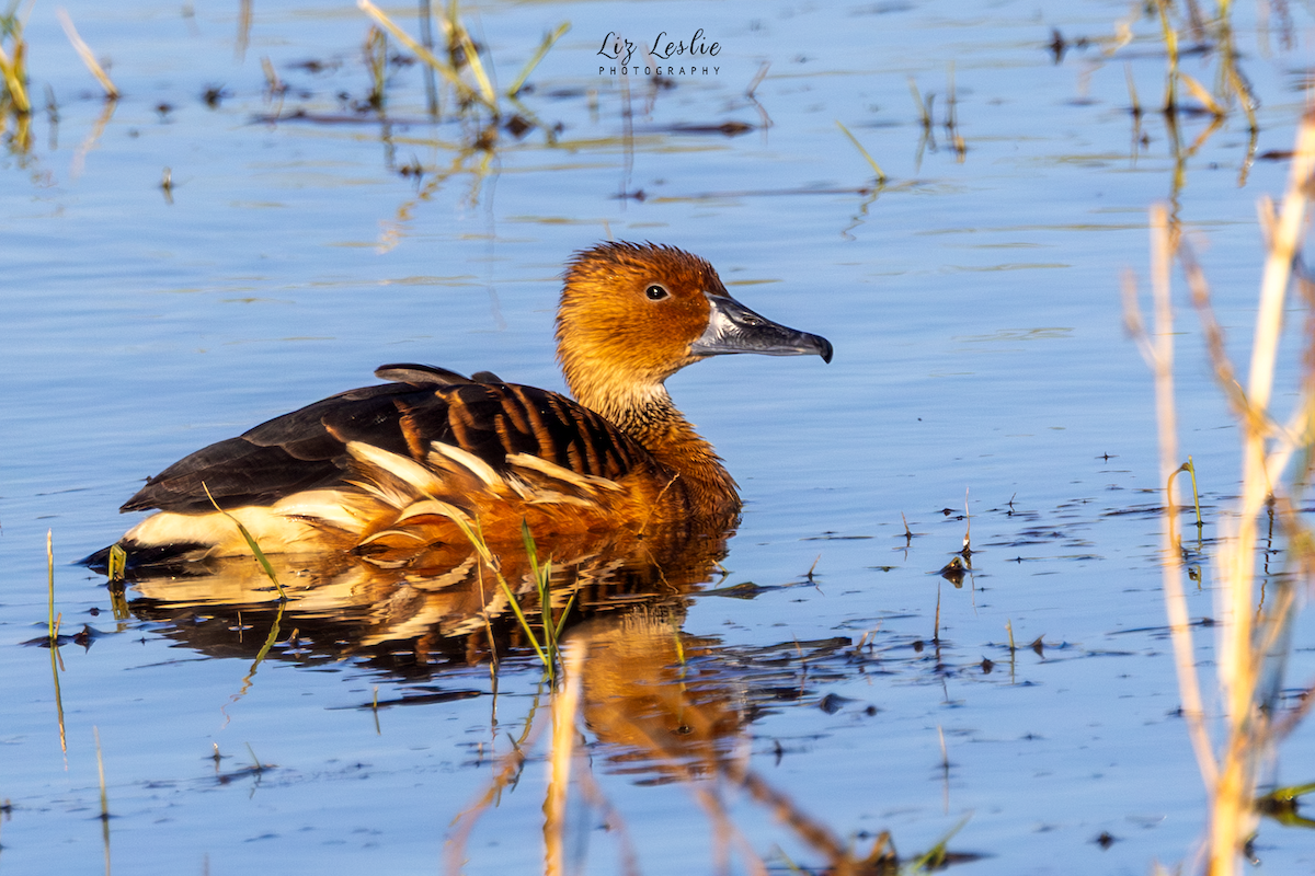 Fulvous Whistling-Duck - ML646183112