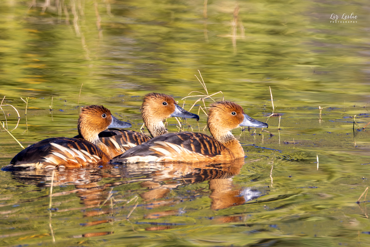 Fulvous Whistling-Duck - ML646183113