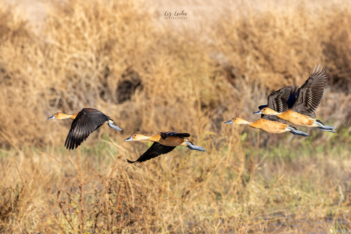 Fulvous Whistling-Duck - ML646183114