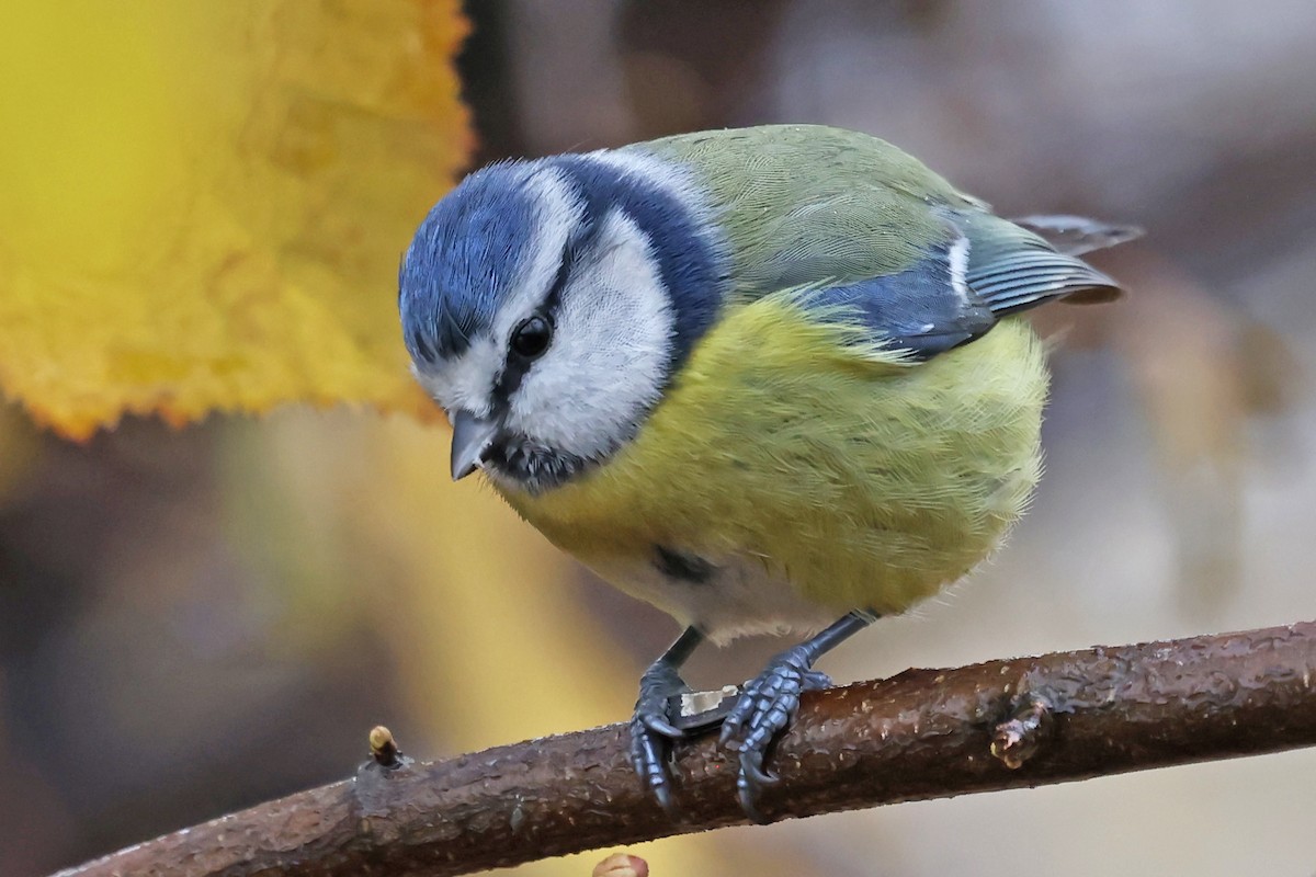 Eurasian Blue Tit - ML646183115