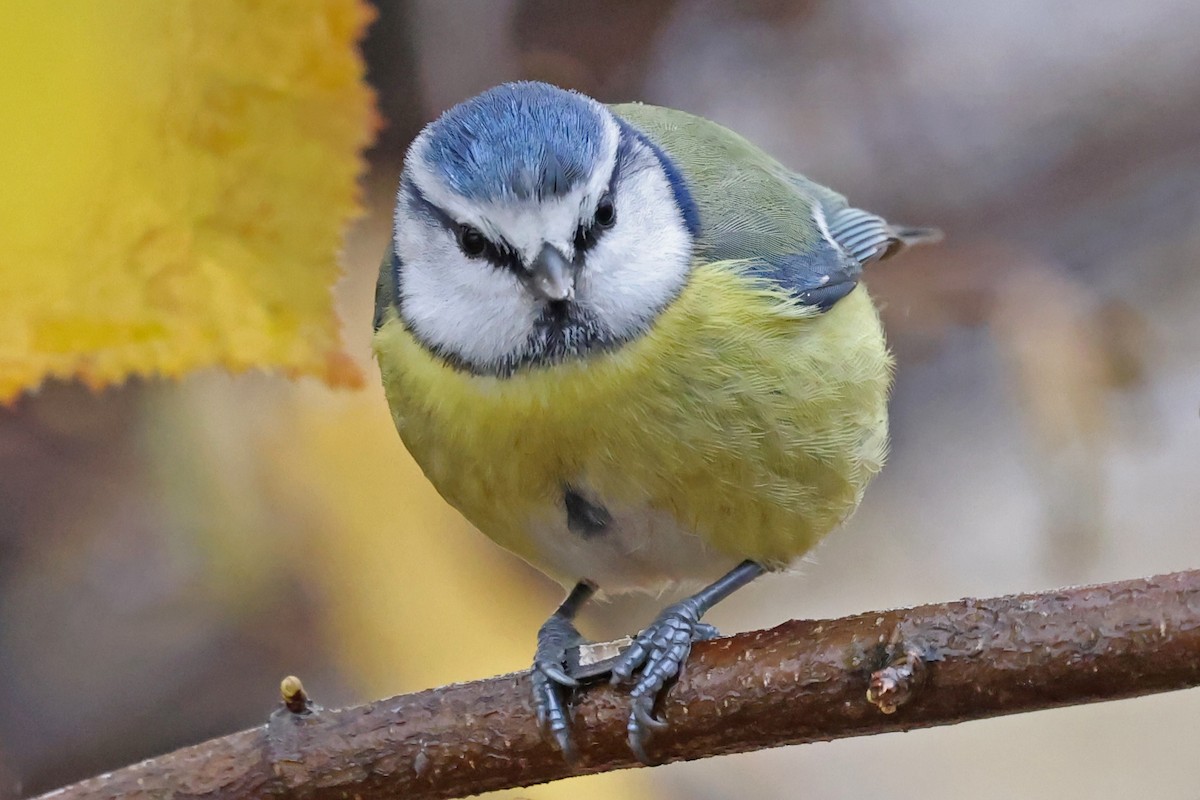 Eurasian Blue Tit - ML646183117