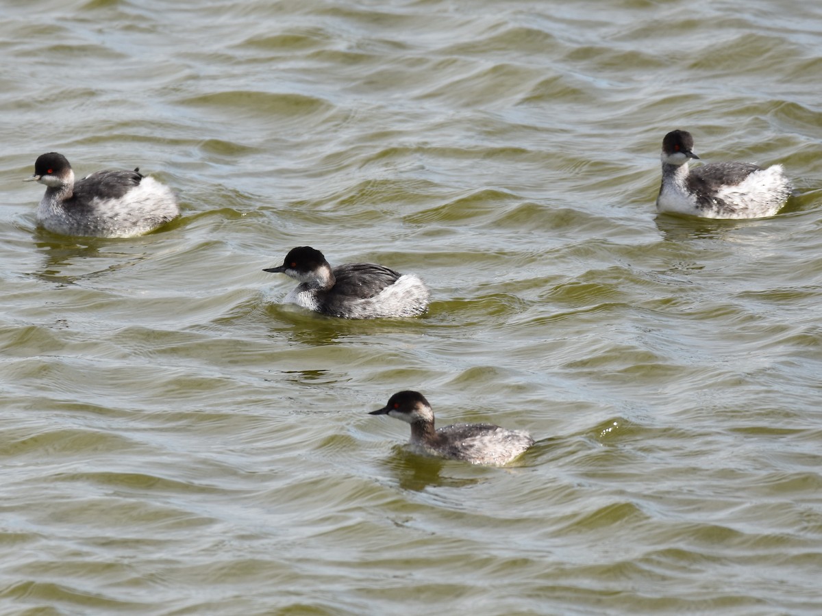 Eared Grebe - ML646183118