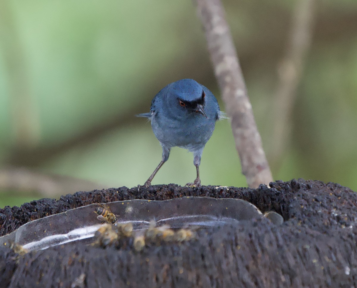 Bluish Flowerpiercer - ML646183120