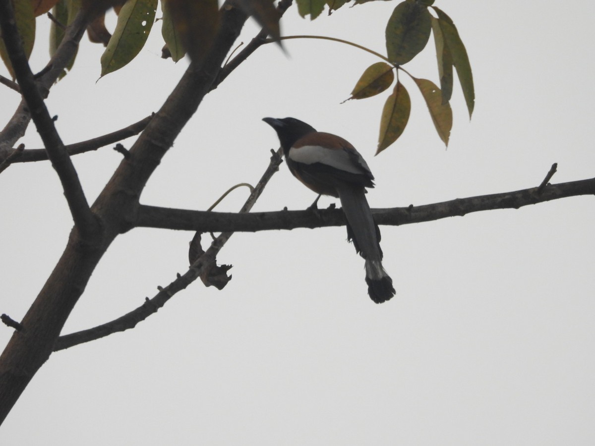 Rufous Treepie - ML646183121
