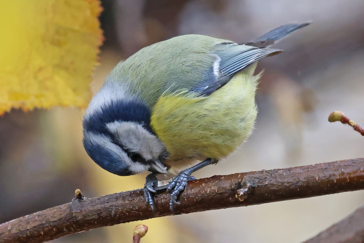 Eurasian Blue Tit - ML646183125