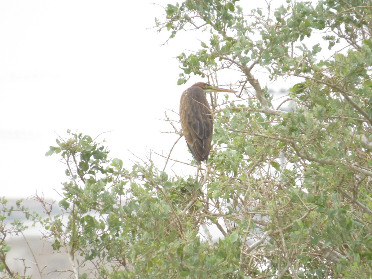 Purple Heron - ML646183126