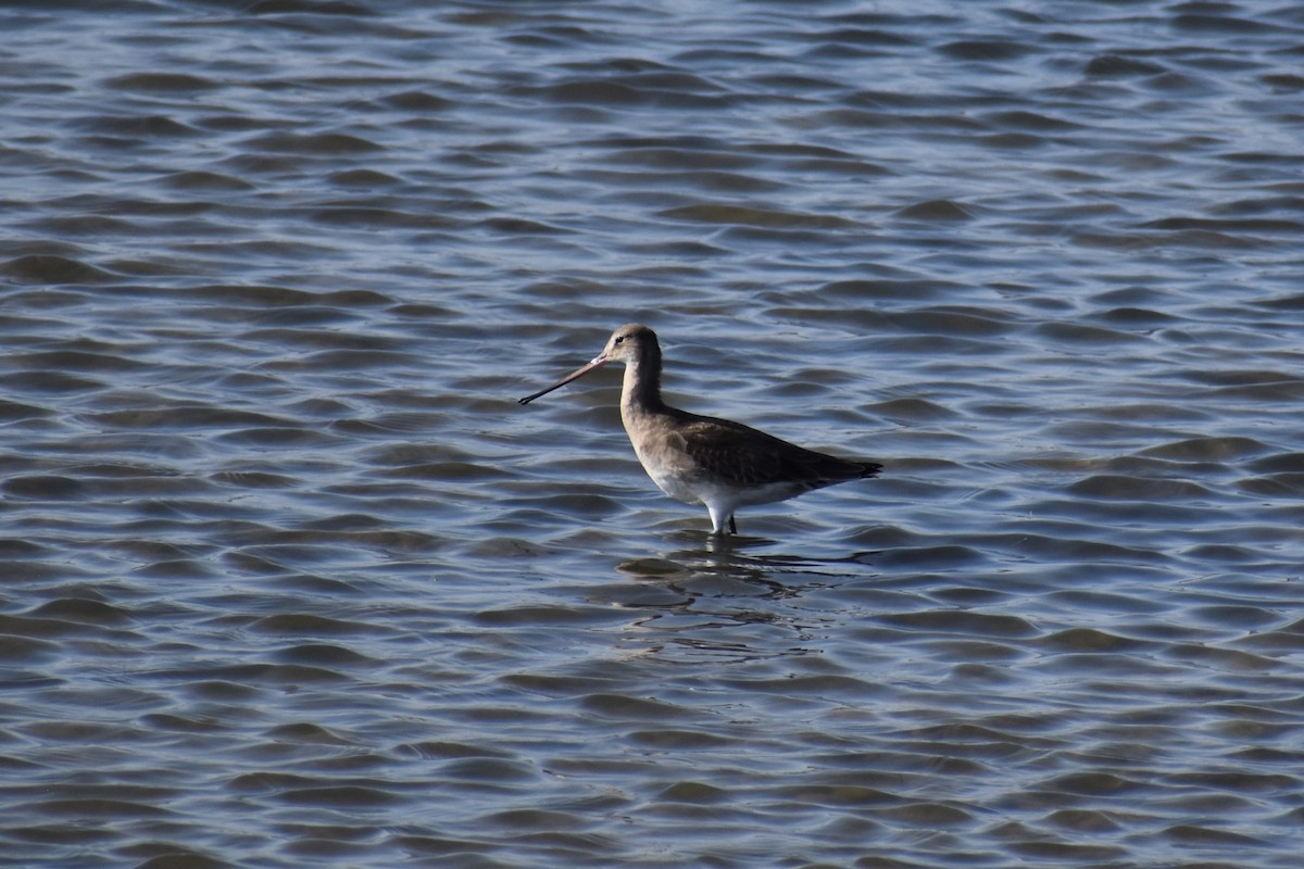Black-tailed Godwit - ML646183130