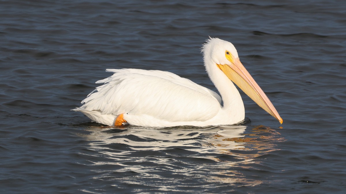 American White Pelican - ML646183131
