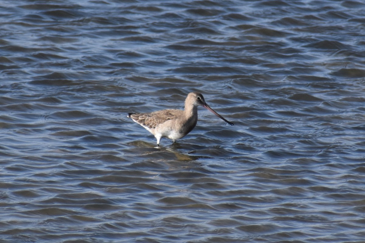 Black-tailed Godwit - ML646183132
