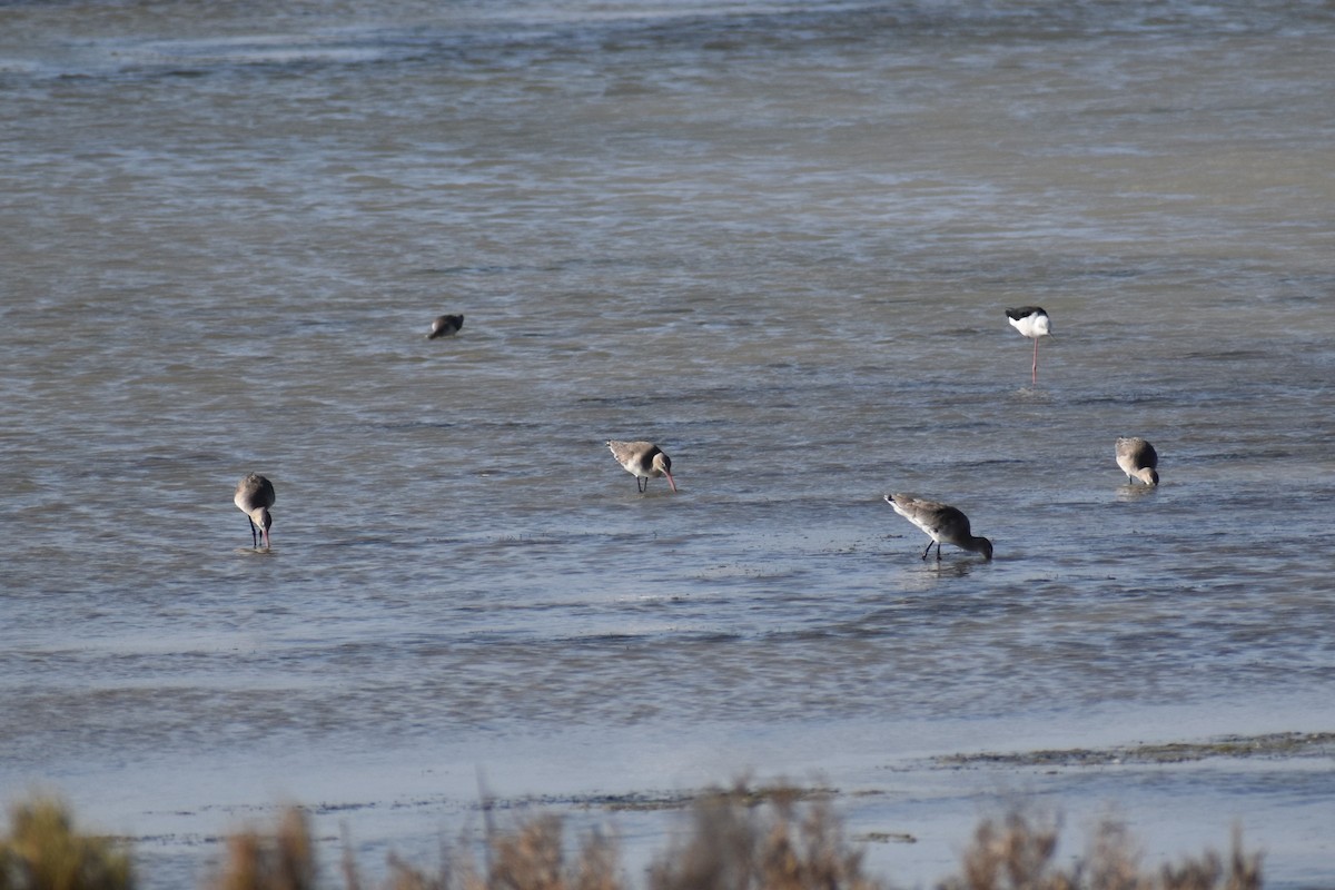 Black-tailed Godwit - ML646183133