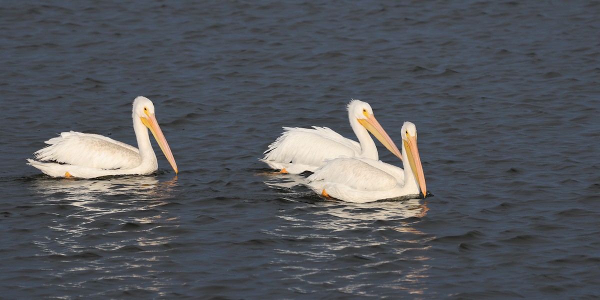 American White Pelican - ML646183134