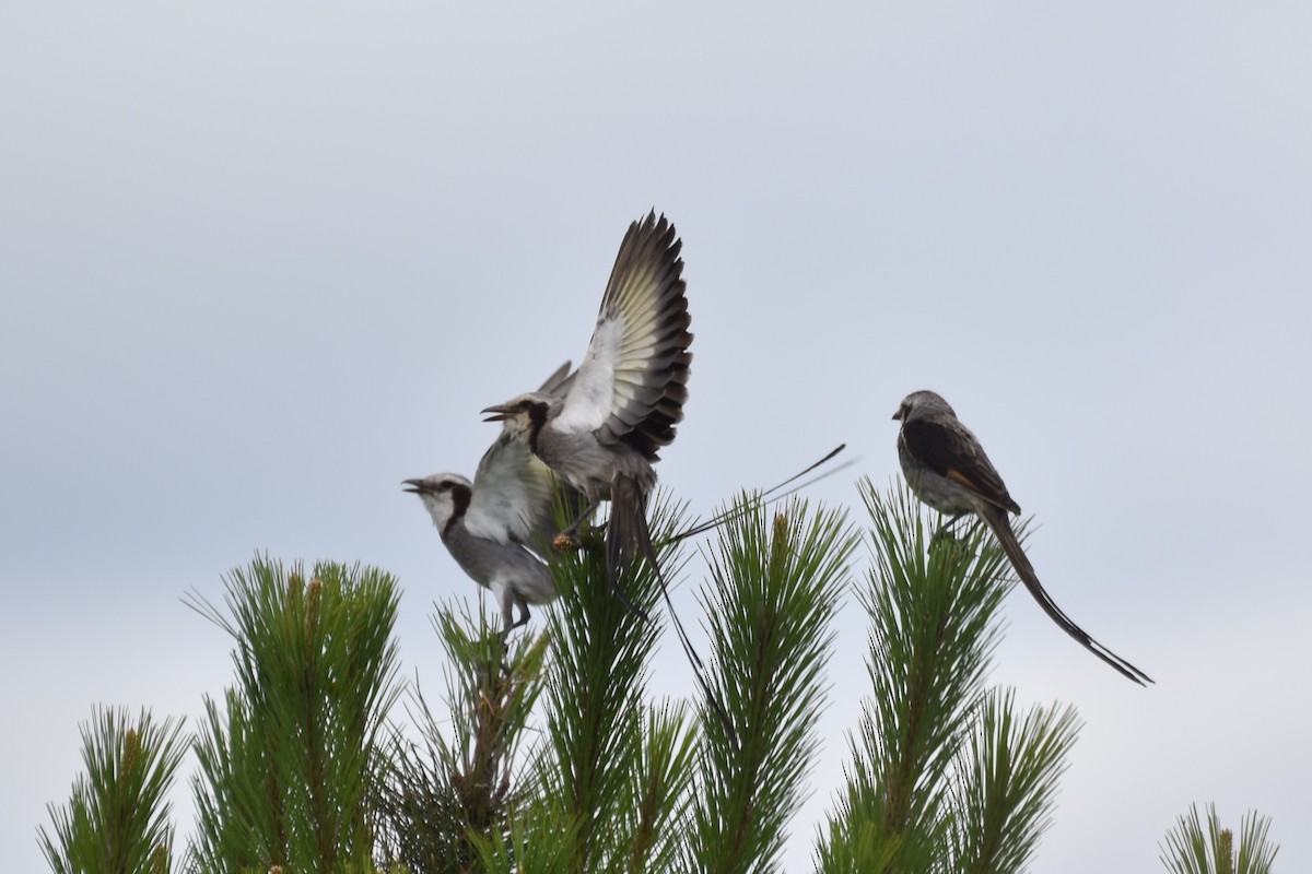 Streamer-tailed Tyrant - ML646183135