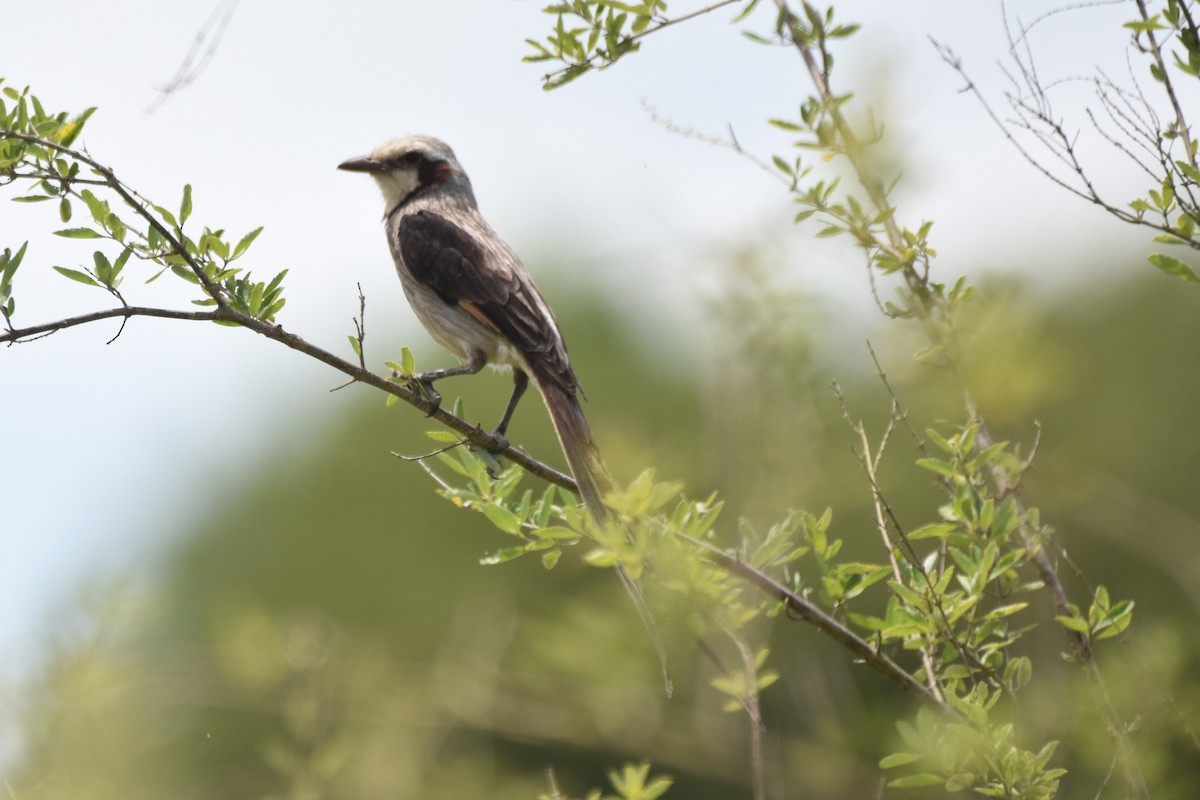 Streamer-tailed Tyrant - ML646183136