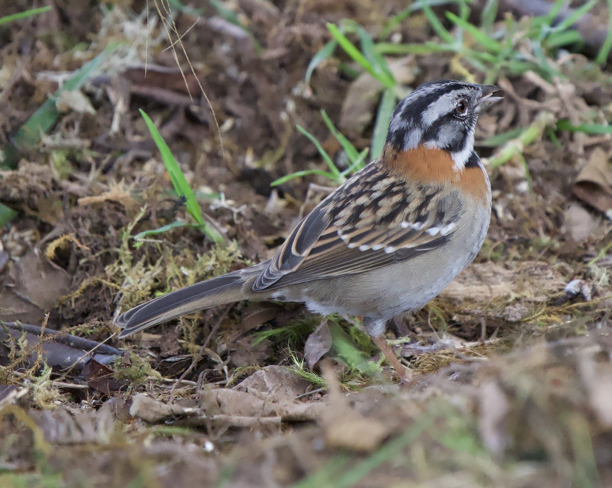 Rufous-collared Sparrow - ML646183137