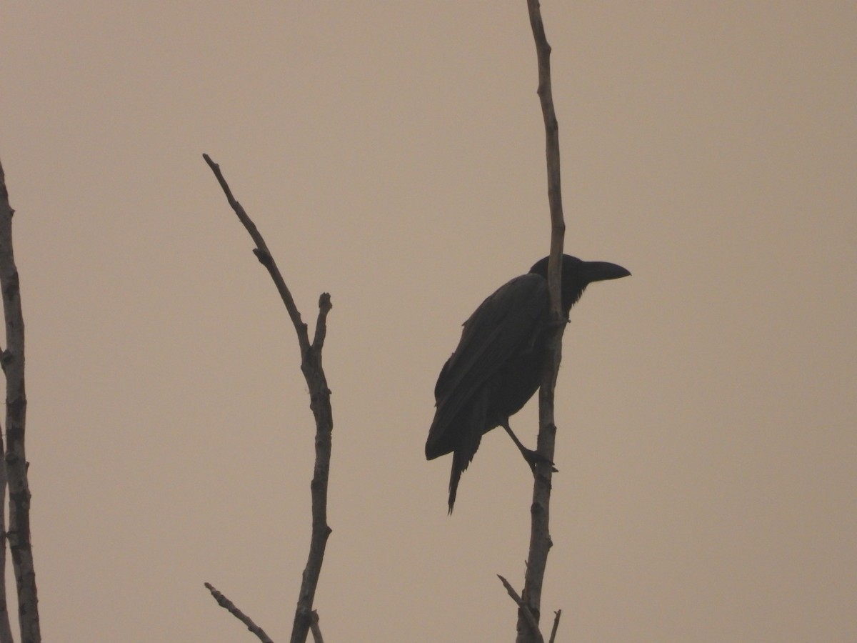 Large-billed Crow - ML646183140