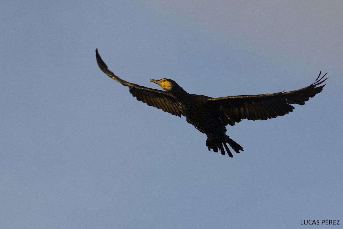 Great Cormorant - ML646183141