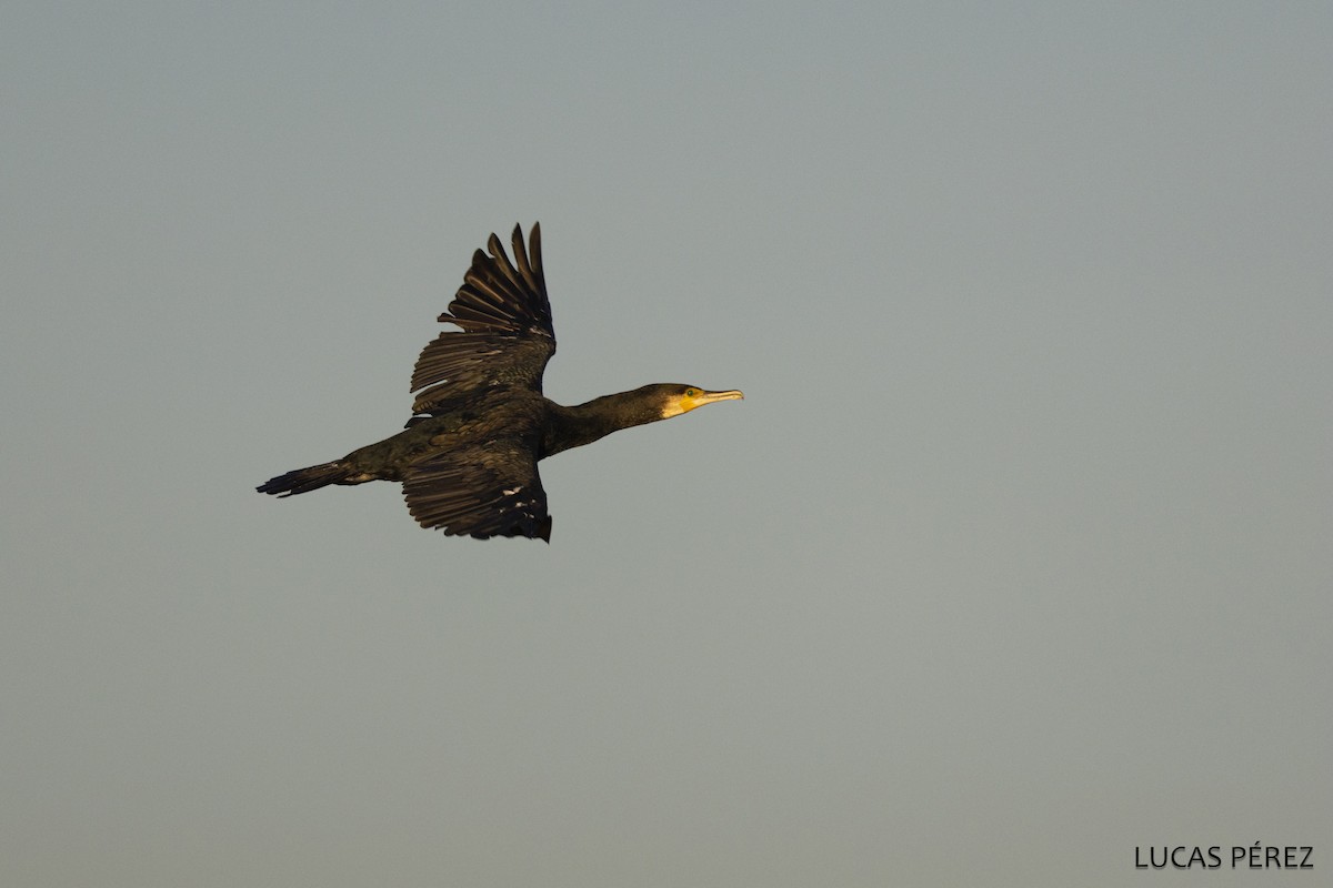 Great Cormorant - ML646183142