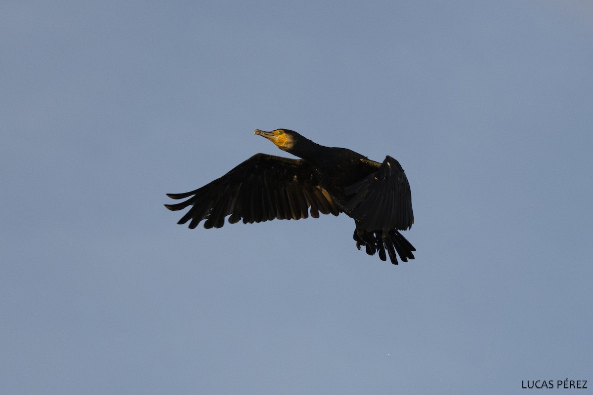 Great Cormorant - ML646183143