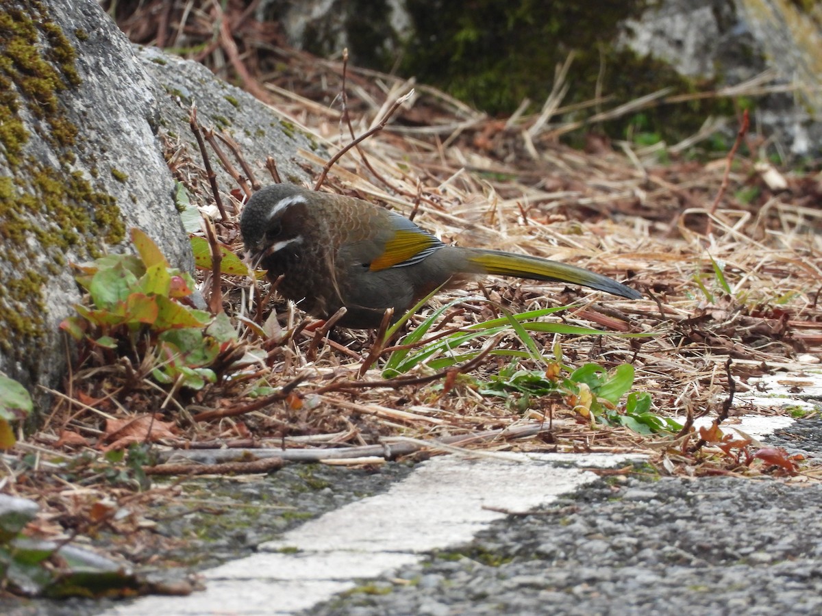 White-whiskered Laughingthrush - ML646183144