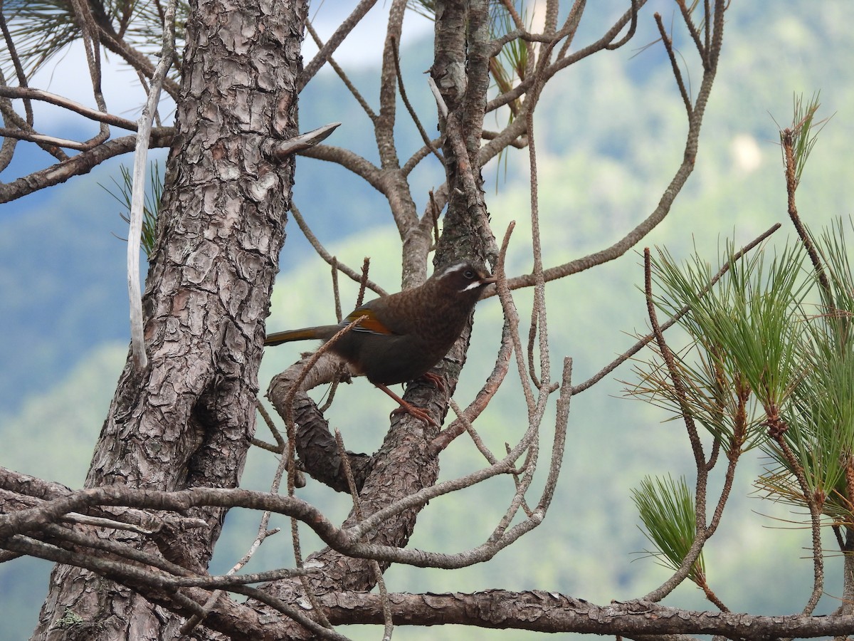White-whiskered Laughingthrush - ML646183145