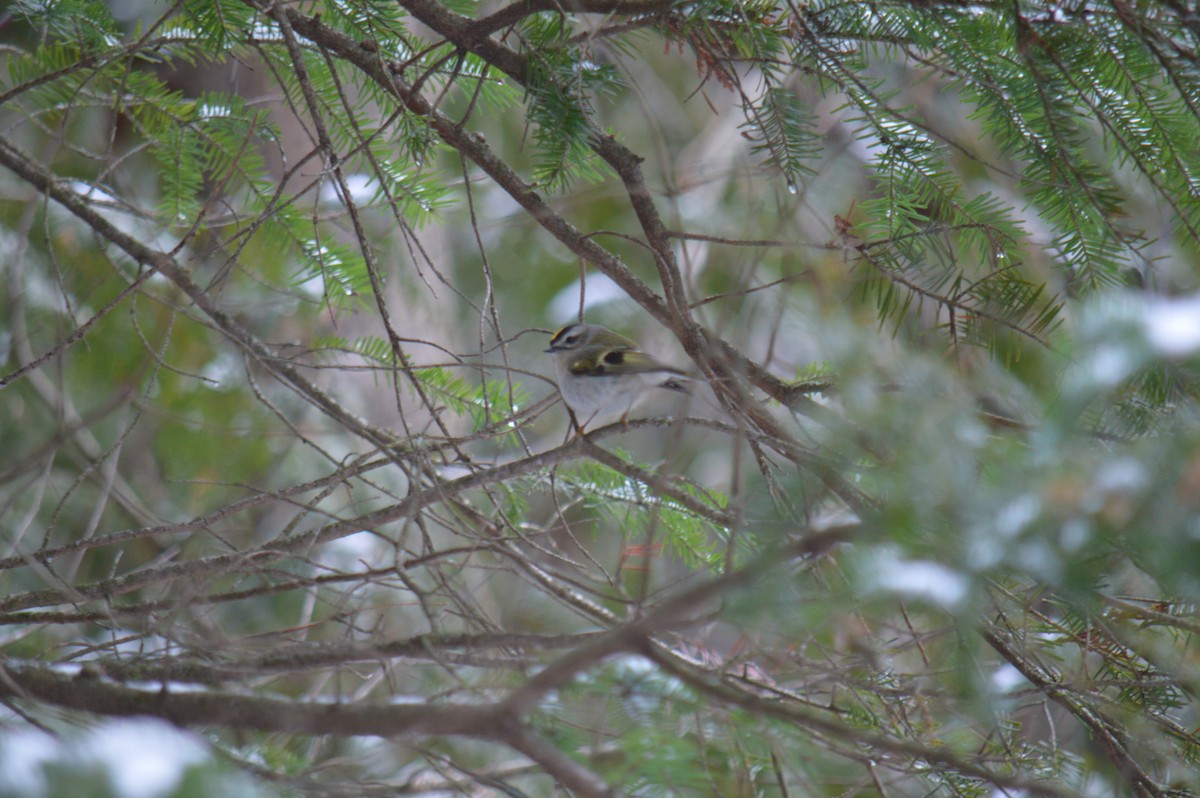 Golden-crowned Kinglet - ML646183148
